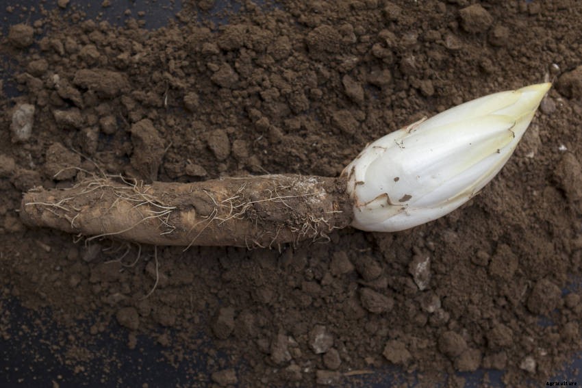 How to Grow Witloof from Seed