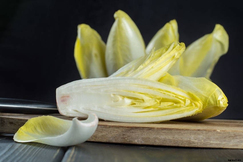 How to Grow Witloof from Seed