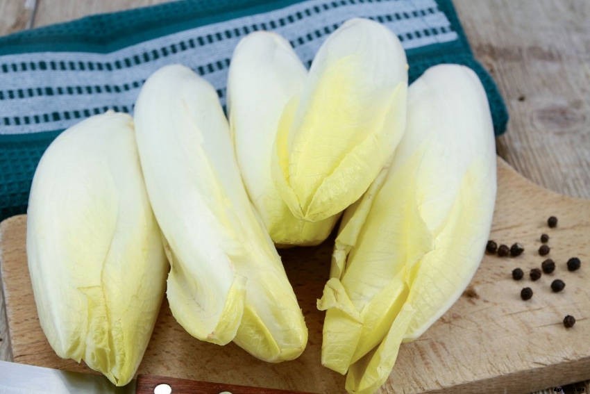 How to Grow Witloof from Seed