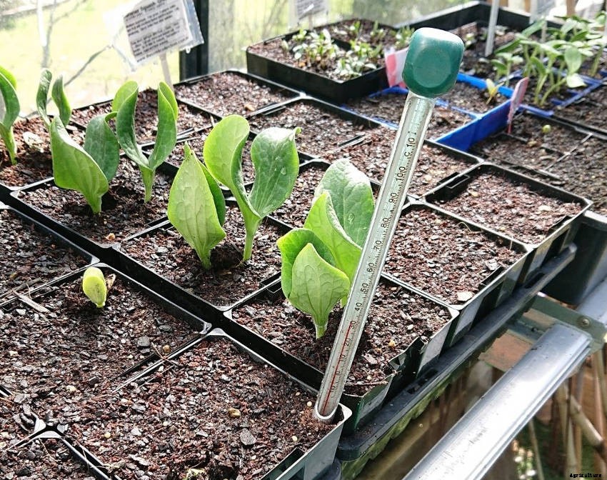 How to Use a Soil Thermometer for More Reliable Seed Germination