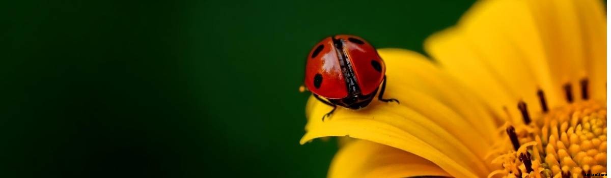 Garden Tips- September 2020