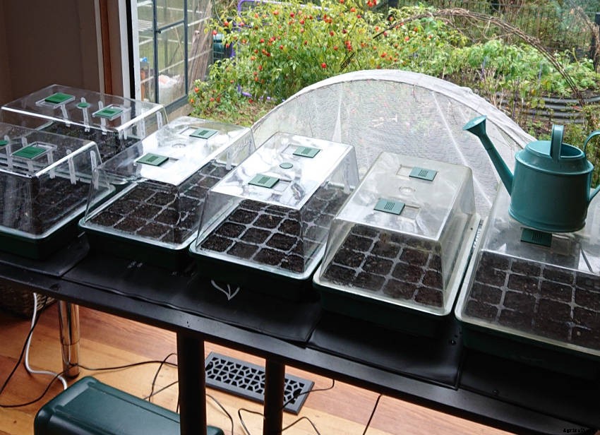 How a Mini Greenhouse Can Boost Your Seed and Seedling Success
