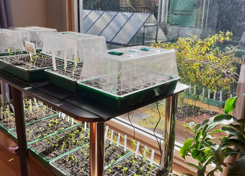 How a Mini Greenhouse Can Boost Your Seed and Seedling Success