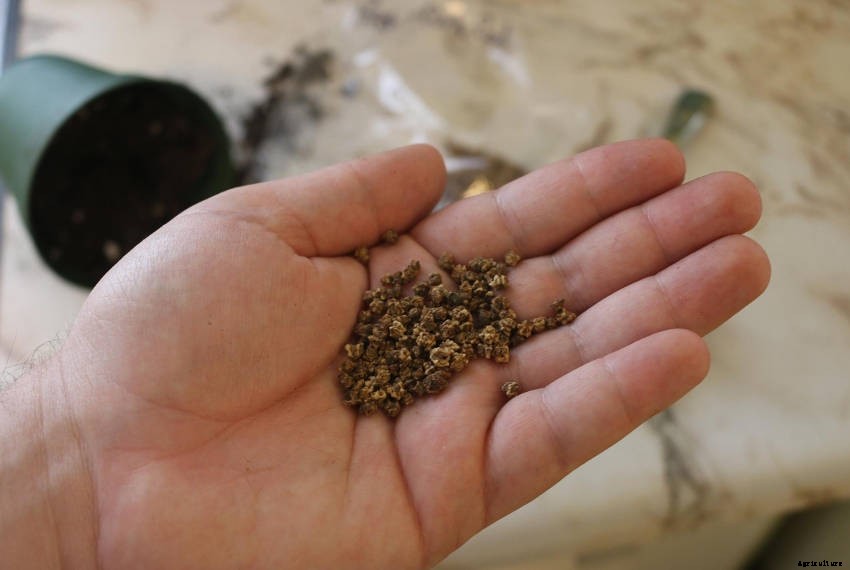 Beetroot: An Underrated Addition to Your Veggie Patch