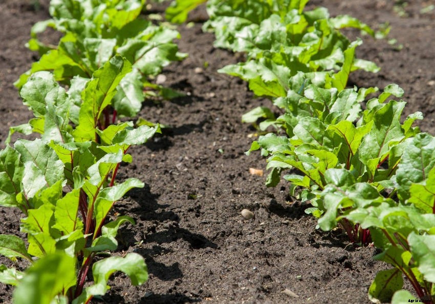 Beetroot: An Underrated Addition to Your Veggie Patch