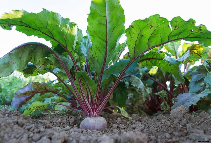 Beetroot: An Underrated Addition to Your Veggie Patch