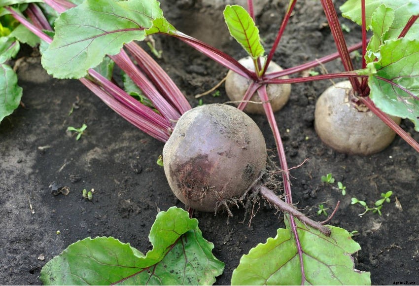 Beetroot: An Underrated Addition to Your Veggie Patch