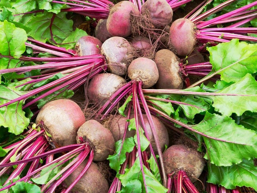 Beetroot: An Underrated Addition to Your Veggie Patch