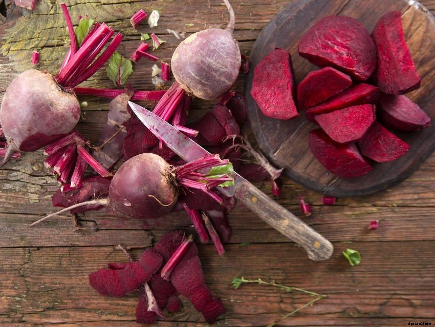 Beetroot: An Underrated Addition to Your Veggie Patch