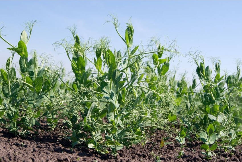 Peas: The Sweetest Veggie of All?