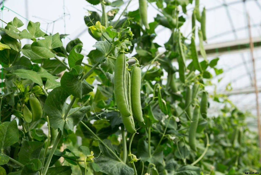 Peas: The Sweetest Veggie of All?