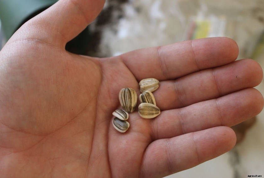 Growing Sunflowers: What You Need to Know