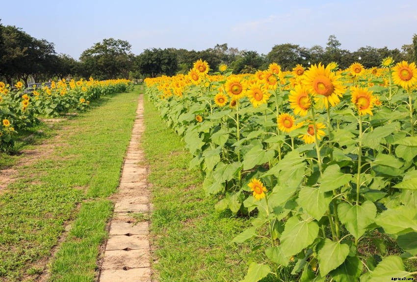 Growing Sunflowers: What You Need to Know