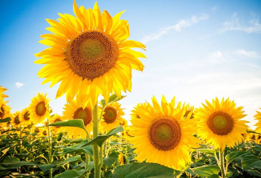Growing Sunflowers: What You Need to Know