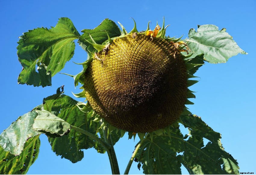 Growing Sunflowers: What You Need to Know