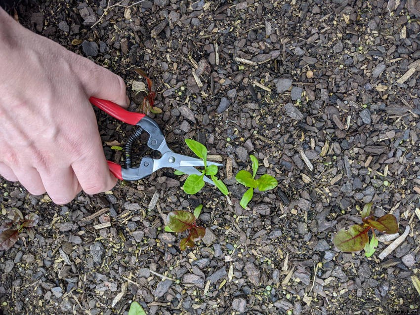 A Beginners Guide to Thinning Seedlings: When, Why, and How