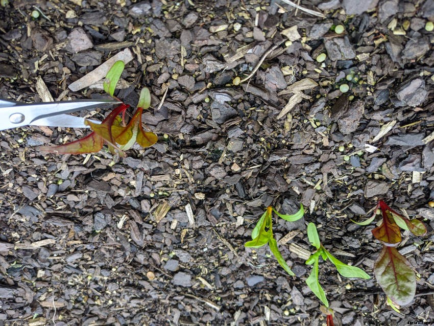 A Beginners Guide to Thinning Seedlings: When, Why, and How