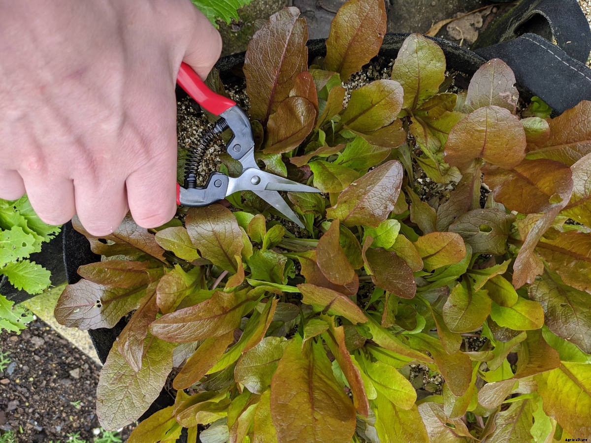 A Beginners Guide to Thinning Seedlings: When, Why, and How