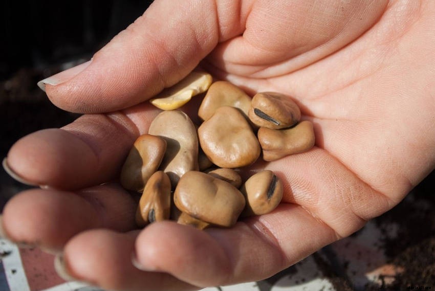 Broad Beans: The Often Overlooked Legume