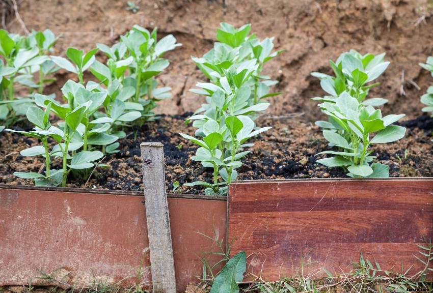 Broad Beans: The Often Overlooked Legume