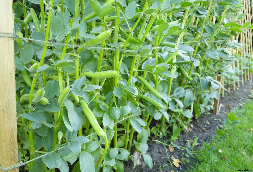 Broad Beans: The Often Overlooked Legume