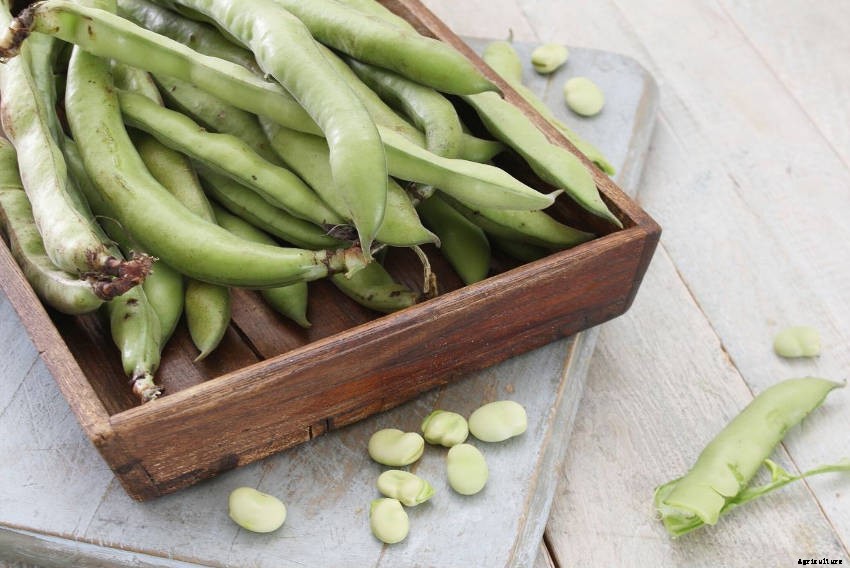 Broad Beans: The Often Overlooked Legume