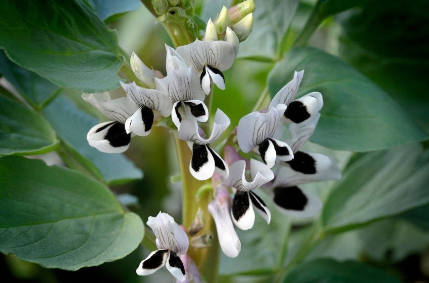 Broad Beans: The Often Overlooked Legume