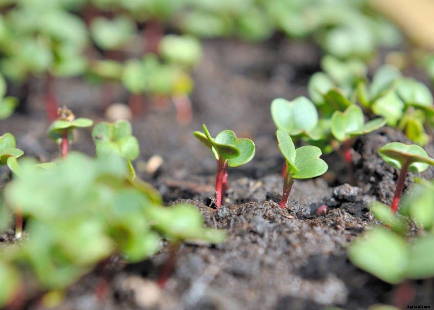 9 Common Problems Youll Meet When Growing Radishes