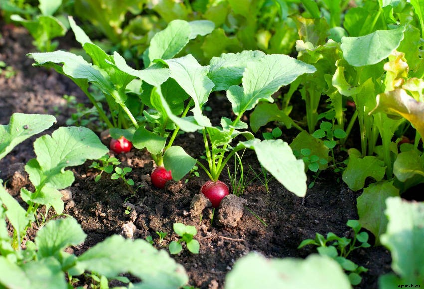 9 Common Problems Youll Meet When Growing Radishes
