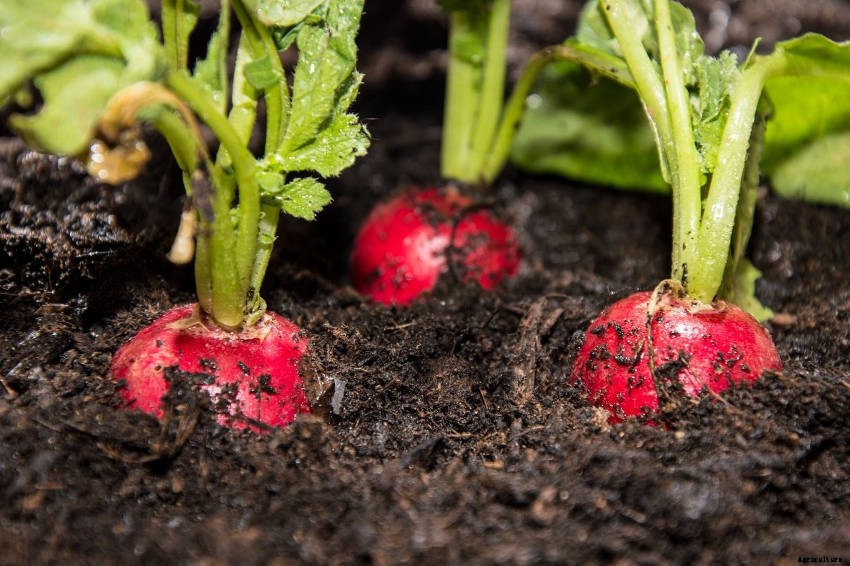 9 Common Problems Youll Meet When Growing Radishes