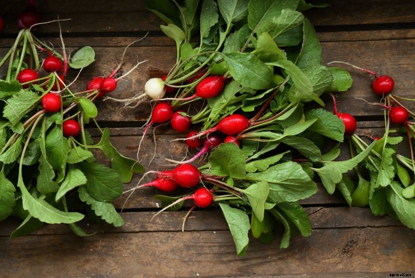 9 Common Problems Youll Meet When Growing Radishes