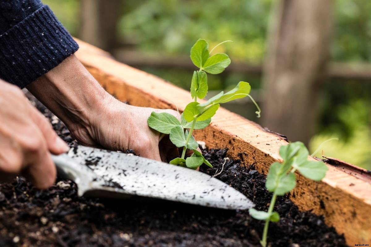 Garden Tips- July 2020