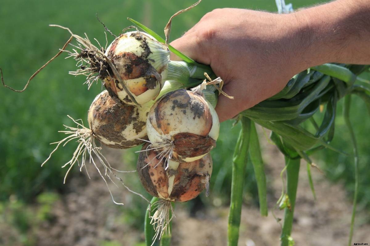 Let’s Explore the Onion (Allium) Family!