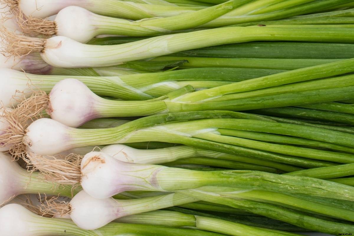 Let’s Explore the Onion (Allium) Family!