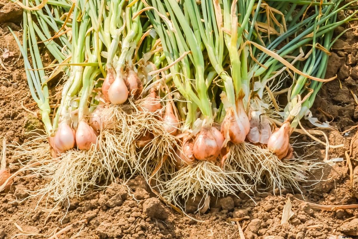 Let’s Explore the Onion (Allium) Family!