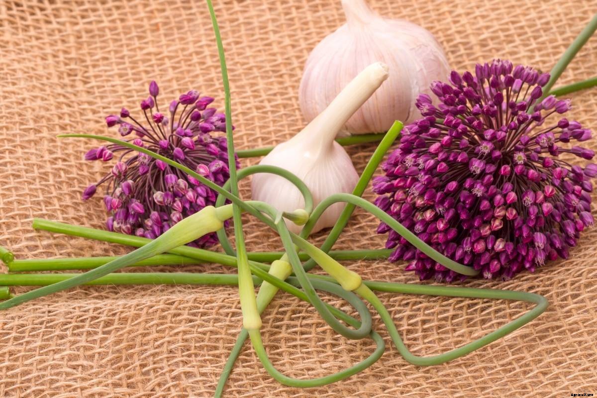 Let’s Explore the Onion (Allium) Family!