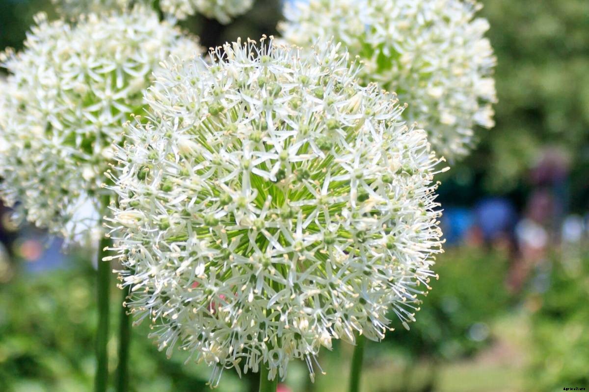 Let’s Explore the Onion (Allium) Family!