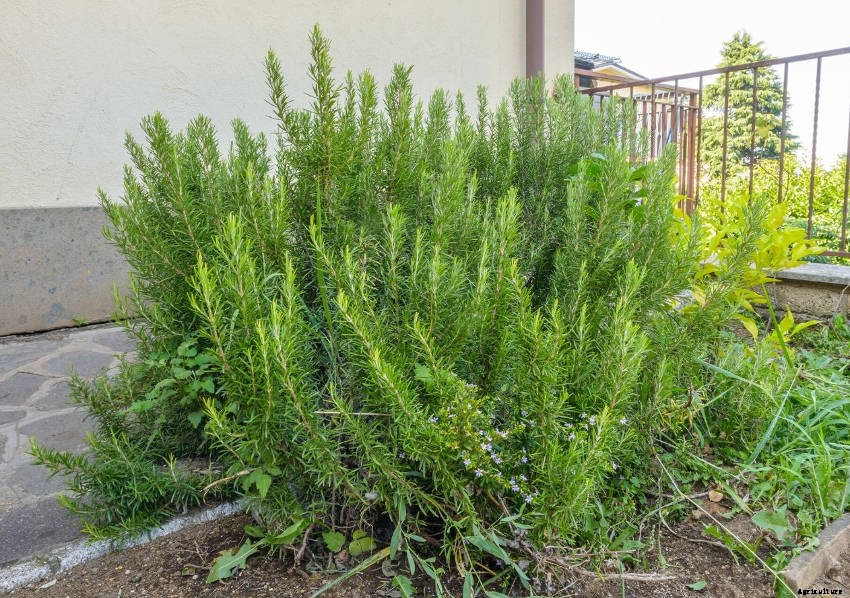 Garden for a Day, Eat for a Decade