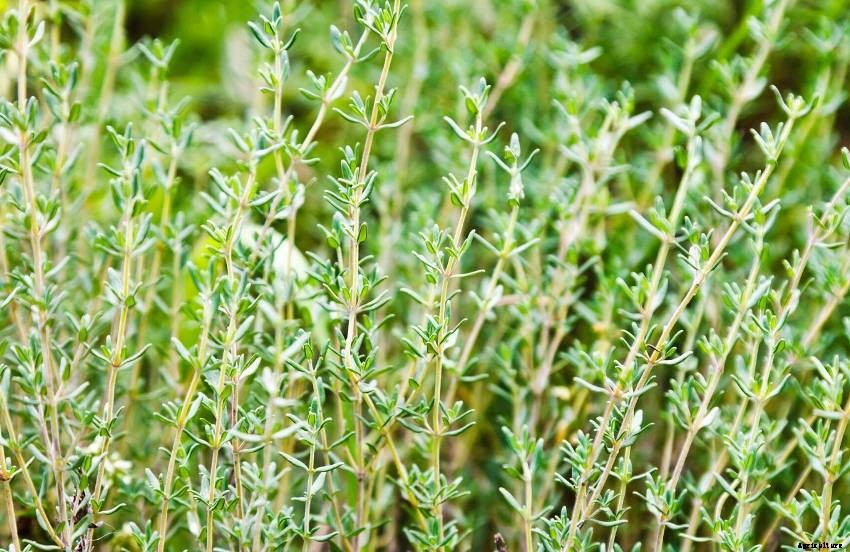 Garden for a Day, Eat for a Decade