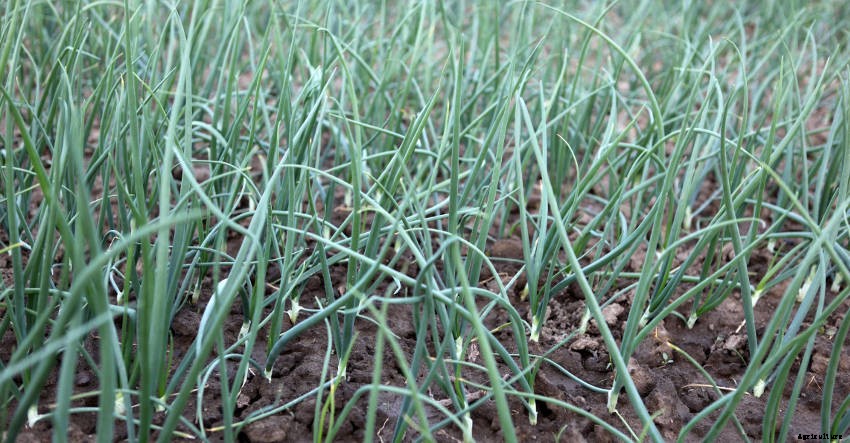 Garden for a Day, Eat for a Decade