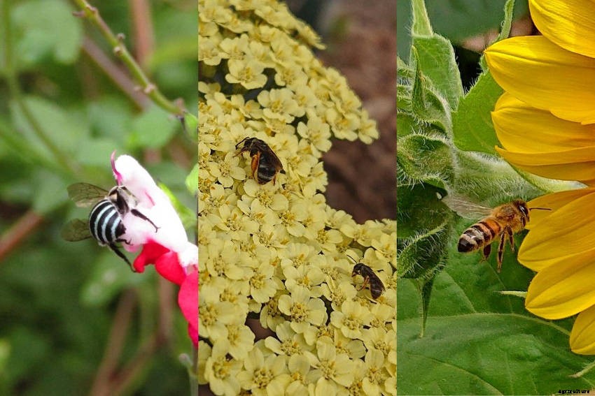 Lets Talk About Flowers, Pollinators and Beneficial Insects!