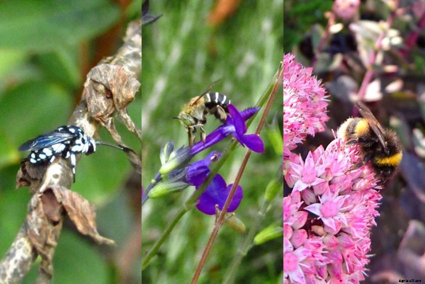 Lets Talk About Flowers, Pollinators and Beneficial Insects!