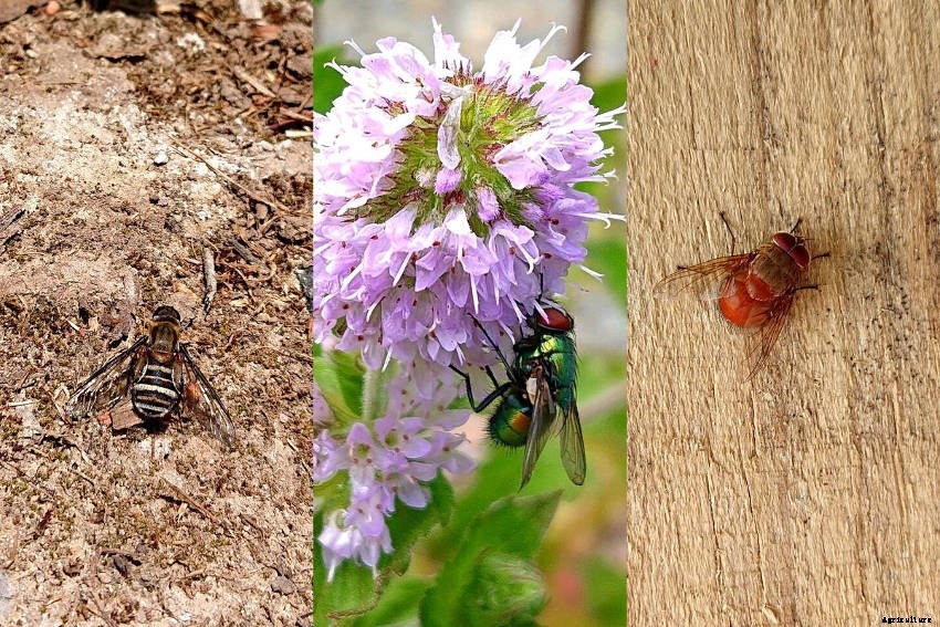 Lets Talk About Flowers, Pollinators and Beneficial Insects!