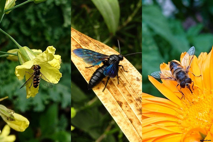 Lets Talk About Flowers, Pollinators and Beneficial Insects!