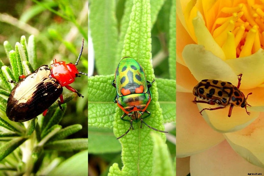 Lets Talk About Flowers, Pollinators and Beneficial Insects!