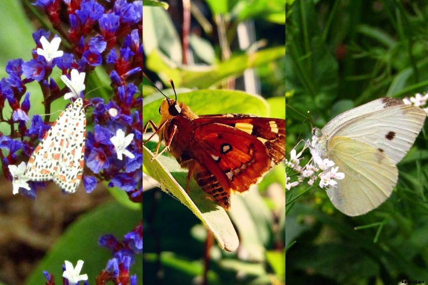 Lets Talk About Flowers, Pollinators and Beneficial Insects!