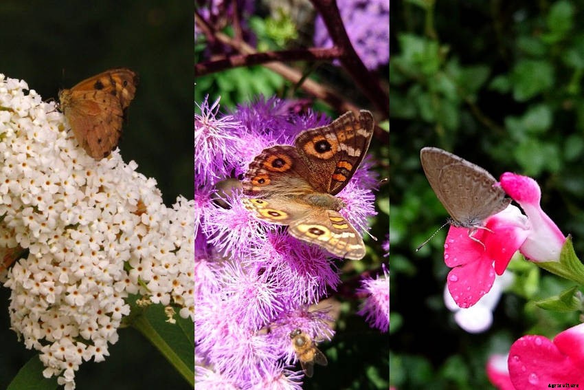 Lets Talk About Flowers, Pollinators and Beneficial Insects!