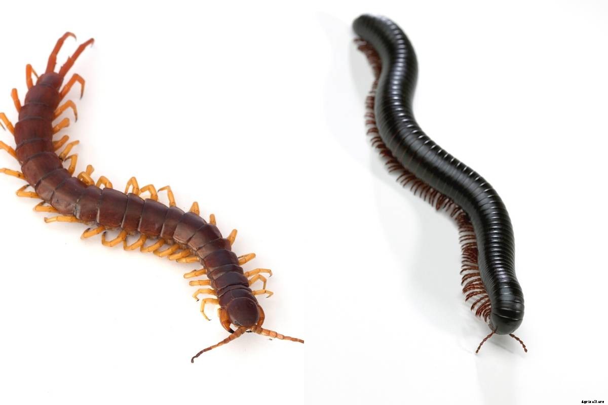 How to Keep Millipede Numbers Under Control
