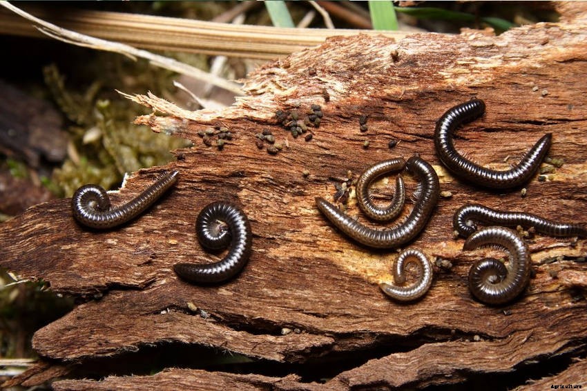 How to Keep Millipede Numbers Under Control