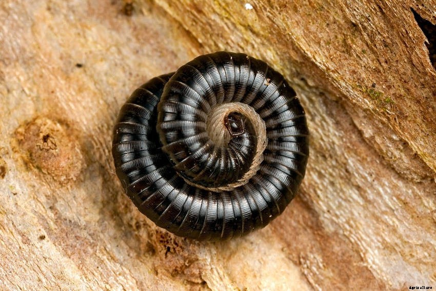 How to Keep Millipede Numbers Under Control